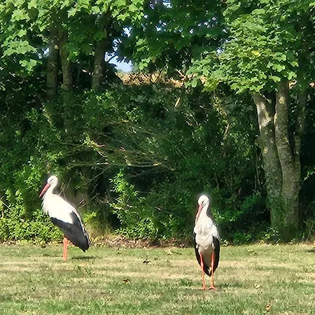 03 Blumenwiese - Hof Wiesengrund Appartement